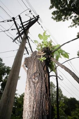 Contact your IL legislators and DuPage County elected officials today asking them to protect the trees and trails. 